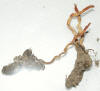 Cordyceps militaris